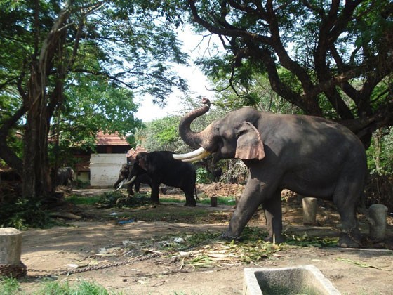 Punnathur Kotta elephant sanctuary